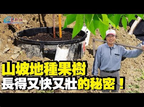 適合南部種植的果樹|【適合南部種植的果樹】熱銷果樹看過來！南部種植哪幾種最讚？。